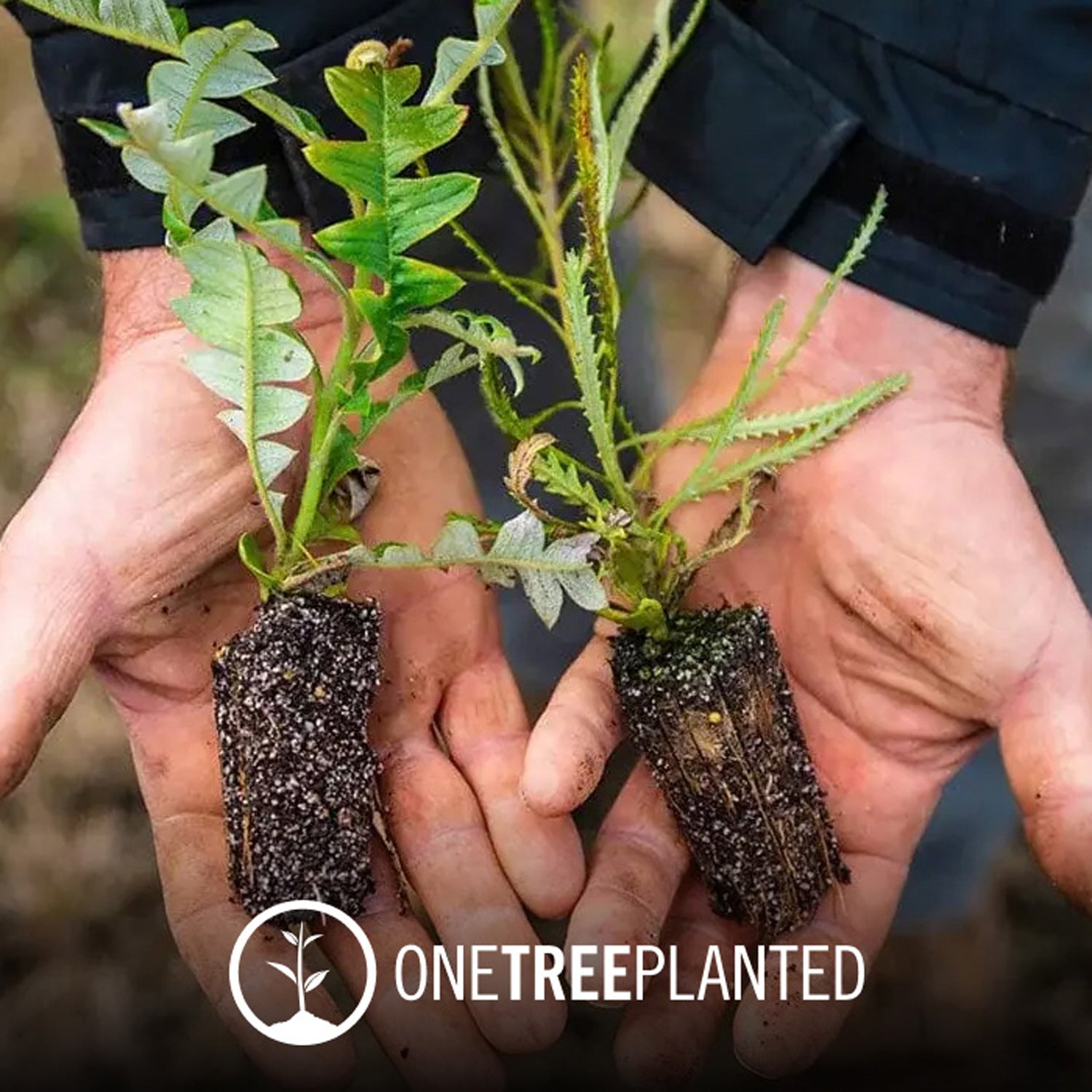 One Tree Planted & Bellisa Jewellery