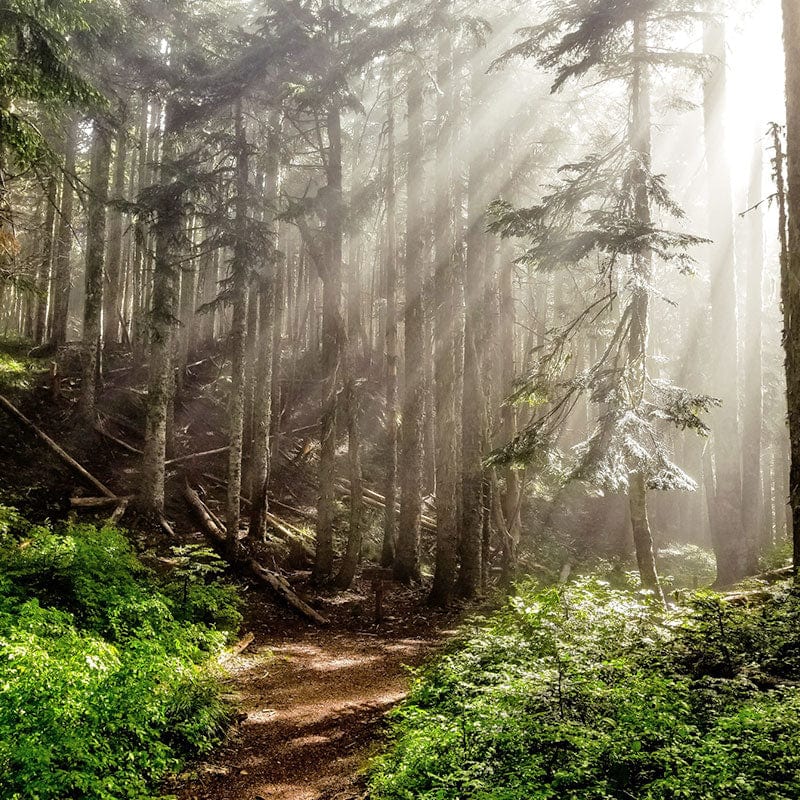 Partnering with One Tree Planted